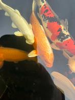 Orenji ogon, Dieren en Toebehoren, Vissen | Vijvervissen, Karper of Koi