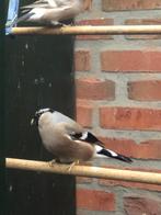 Noordse goudvinken bont, Dieren en Toebehoren, Vogels | Overige Vogels, Meerdere dieren, Wildzangvogel, Geringd