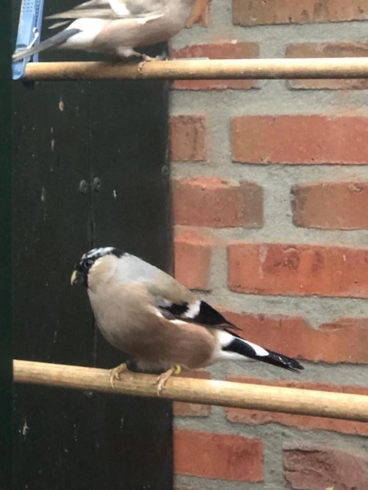 Noordse goudvinken bont, Dieren en Toebehoren, Vogels | Overige Vogels, Wildzangvogel, Meerdere dieren, Geringd