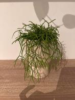 Rhipsalis Cassutha met pot, Huis en Inrichting, Kamerplanten, Ophalen, Halfschaduw, Minder dan 100 cm, Groene kamerplant