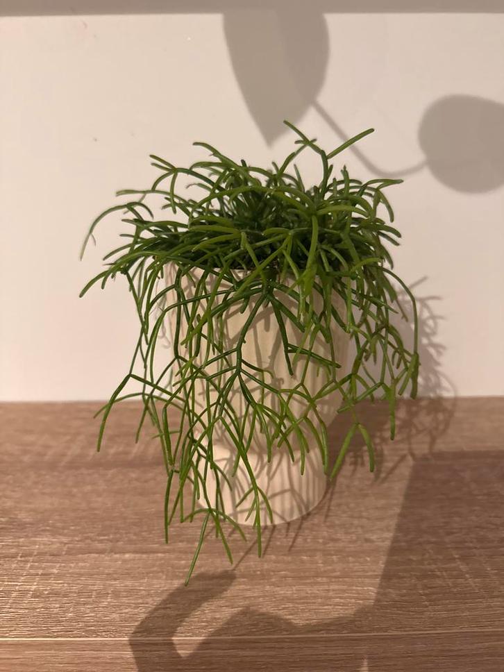 Rhipsalis Cassutha met pot, Huis en Inrichting, Kamerplanten, Cactus, Minder dan 100 cm, Groene kamerplant, Halfschaduw, In pot