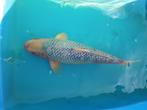 Koi karper / Ginrin Asagi 50 cm, Dieren en Toebehoren, Vissen | Vijvervissen, Karper of Koi