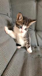 Halfras katertje, cyperswit, mag al met u mee, Dieren en Toebehoren, Katten en Kittens | Overige Katten, Meerdere dieren, Kortharig