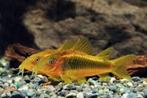 Corydora Peru Stripe - Koidream Valburg, Dieren en Toebehoren, Vissen | Aquariumvissen, Vis, Zoetwatervis