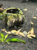 Uitgeselecteerde black/blue rili garnalen, Dieren en Toebehoren, Vissen | Aquariumvissen, Kreeft, Krab of Garnaal, Zoetwatervis