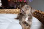 De mooiste Old English Bulldog pups, Parvo, 8 tot 15 weken, Bulldog, Meerdere