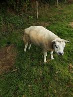 Texelse rammen, Dieren en Toebehoren, Schapen, Geiten en Varkens, Mannelijk, Schaap
