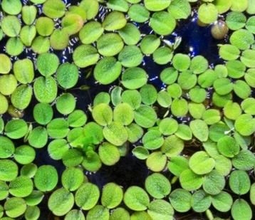 Salvinia Minima aquarium drijfplanten aquariumplanten  beschikbaar voor biedingen
