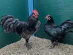 Australorp kriel HENNEN 7 weken oud, Dieren en Toebehoren, Pluimvee, Meerdere dieren, Kip