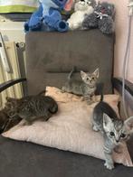 Britse korthaar kittens, Meerdere dieren