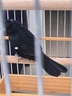 Twatwa man geringd 2022, Mannelijk, Tropenvogel, Geringd