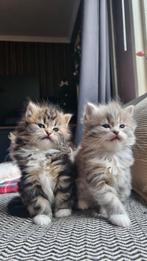 Maine Coon kittens, Meerdere dieren, Gechipt, 0 tot 2 jaar