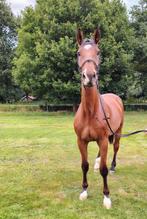 Stoere bruine ruin (1.73 m), Ruin, Zadelmak, Recreatiepaard, Gechipt