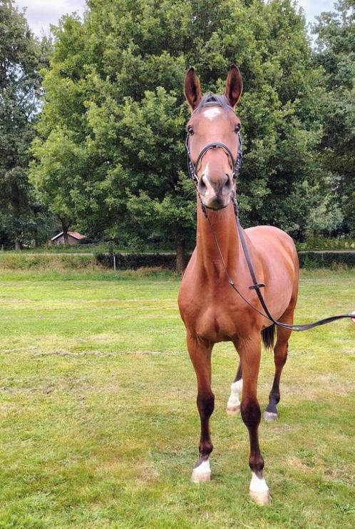 Stoere bruine ruin (1.73 m), Dieren en Toebehoren, Paarden, Ruin, Zadelmak, 170 tot 175 cm, 3 tot 6 jaar, Recreatiepaard, Met stamboom