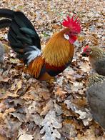 Hollandse Krielhaan, Dieren en Toebehoren, Pluimvee, Mannelijk, Kip