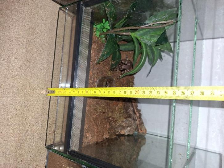 Vogelspinnen met terrarium/ faunarium €140 bij elkaar, Dieren en Toebehoren, Insecten en Spinnen, Spin of Schorpioen