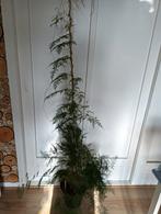 Asparagus 150 cm., Ophalen of Verzenden, Halfschaduw, Minder dan 100 cm