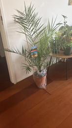 Plant palm winterhard 21cm diameter, Tuin en Terras, Planten | Tuinplanten, Zomer, Ophalen of Verzenden, Overige soorten, Eenjarig