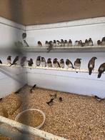 Japanse meeuwen, Dieren en Toebehoren, Meerdere dieren, Tropenvogel