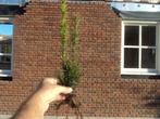 > haag taxus GOEDKOOP <, Tuin en Terras, Ophalen of Verzenden, Taxus, Minder dan 100 cm