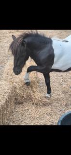 Shetland merrie met zoon., A pony (tot 1.17m)