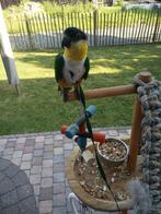 Zwartkop Caique's, Dieren en Toebehoren, Vogels | Parkieten en Papegaaien, Mannelijk, Papegaai, Geringd