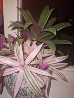 Stek: Tradescantia spathacea 'Tricolor' - Mozaïekplant, Vaste plant, Bloeit niet, Halfschaduw, Ophalen