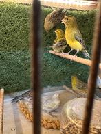 Kanaries, Dieren en Toebehoren, Meerdere dieren, Kleurkanarie