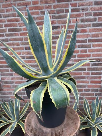 super mooie Agave Americana