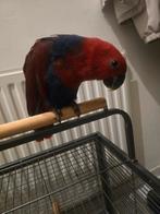 Edelpapegaai tamme 7 maanden, Dieren en Toebehoren, Vrouwelijk, Papegaai, Geringd