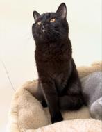 Britse korthaar, Dieren en Toebehoren, Katten en Kittens | Overige Katten, Poes