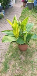 CANNA INDICA PRETORIA, Ophalen, Zomer, Overige soorten, Volle zon