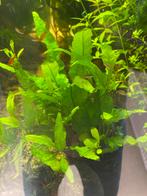 Aquarium java fern, Dieren en Toebehoren, Ophalen of Verzenden, Plant(en), Steen of Hout