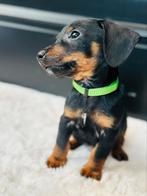 Dwerg Teckel pups Korthaar dachshond, Dieren en Toebehoren, Rabiës (hondsdolheid), 8 tot 15 weken, Korthaar, Dwerg