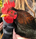 Barnevelder kriel hanen, Dieren en Toebehoren, Mannelijk, Kip