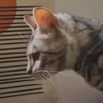 Bengaal (fok)poes (1 jaar, stamboom) zoekt perfect baasje♡, Dieren en Toebehoren, Katten en Kittens | Overige Katten, Poes, Kortharig