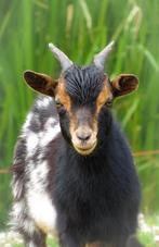 Prachtige dwerg geit en bok te koop, Dieren en Toebehoren, Schapen, Geiten en Varkens, Meerdere dieren, Geit