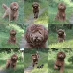 Australian labradoodle pups, 8 tot 15 weken, Parvo, Meerdere dieren, Eén hond