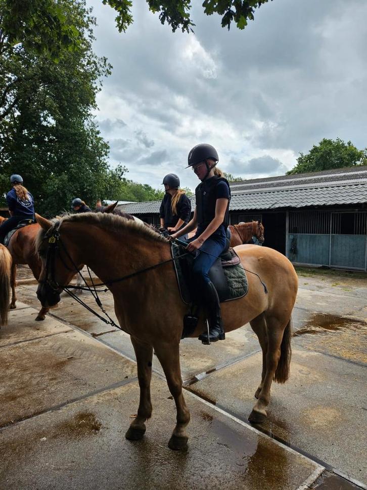 Lease pony/paard gezocht/ bijrijder- verzorgster aangeboden, Dieren en Toebehoren, Paarden en Pony's | Overige Paardenspullen