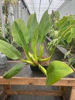De Philodendron 'pacova, Ophalen