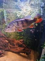 Cichla kelberi, Vis, Zoetwatervis