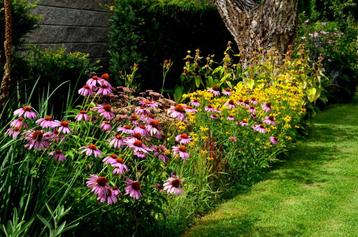 Zonnehoed - Echinacea (purpurea)  1,67€ beschikbaar voor biedingen