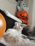 Witte kater gratis, Dieren en Toebehoren, Ophalen of Verzenden