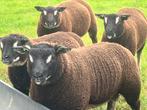 Stamboek dassenkop ramlammeren zwoeger/scrapie vrij, Mannelijk, Schaap
