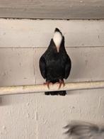 Mokee duiven, Meerdere dieren, Postduif