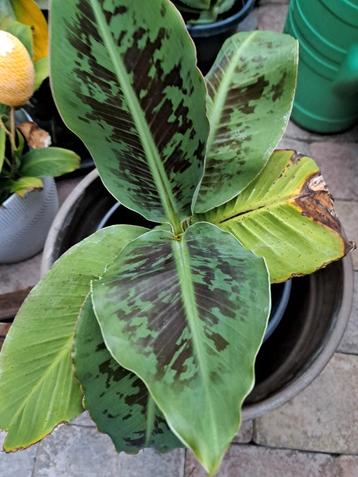 Banaan Plant - Tropische Toevoeging! beschikbaar voor biedingen