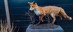 Opgezette vos nieuw, Verzamelen, Dierenverzamelingen, Ophalen, Nieuw, Wild dier, Opgezet dier