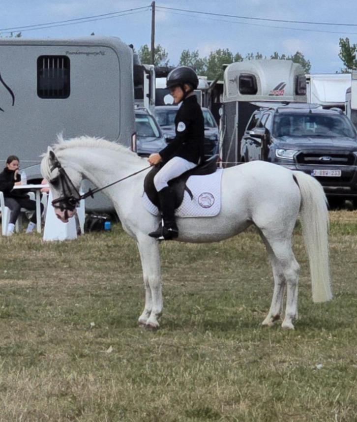 Top B pony Welsh, Dieren en Toebehoren, Pony's, Merrie, L, B pony (1.17m tot 1.27m), Dressuurpony, 7 tot 10 jaar, Met stamboom