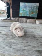 Te koop 6 cavia jonge mannen, November, Mannelijk, Cavia