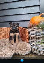 Duitse Herder pups beschikbaar!, Nederland, CDV (hondenziekte), 8 tot 15 weken, Meerdere